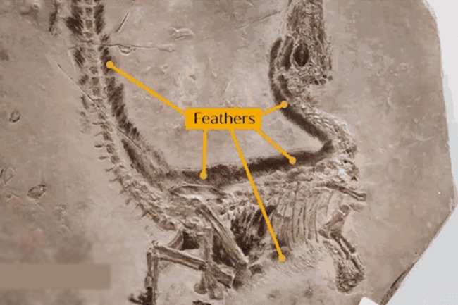 Chinese Fossil Changes Dinosaur History